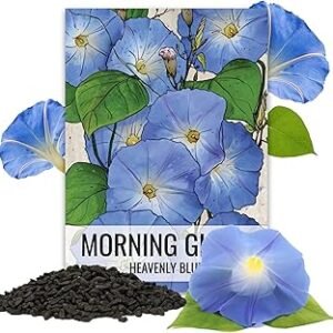 Seed Needs Heavenly Blue Morning Glory Seeds for Planting | 1,000+ Heirloom Seeds Ipomoea Tricolor Untreated Annual Flowering Seed | Vine Plant Produces Masses of 6" Wide Blue Blooms | Bulk
