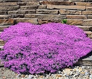 20,000+ Vivid Purple Creeping Thyme Seeds, Ground Cover Plant Herb for Lawns, Magic Carpet Thymus Serpyllum Seed for Planting, Heirloom Fragrant Perennial Flowers for Landscaping Garden Road Outdoor