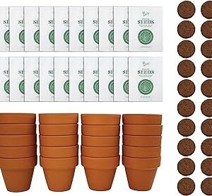 BUZZY Daisy Seeds & Genuine Terracotta 5cm Mini Pot Bulk Pack (20 Count), Includes 20 Each of pots, Soil pellets and Seeds - Great for Favors, Crafts, School Projects - Guaranteed to Grow