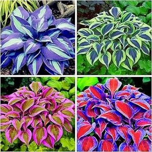 150+ Hosta Seeds Heart-Shaped Hosta Bare Roots - Rich Foliage, Low Maintenance, Heart Shaped Leaves